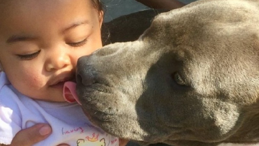 這次不咬人!隔壁失火比特犬機警刁女嬰尿布逃難