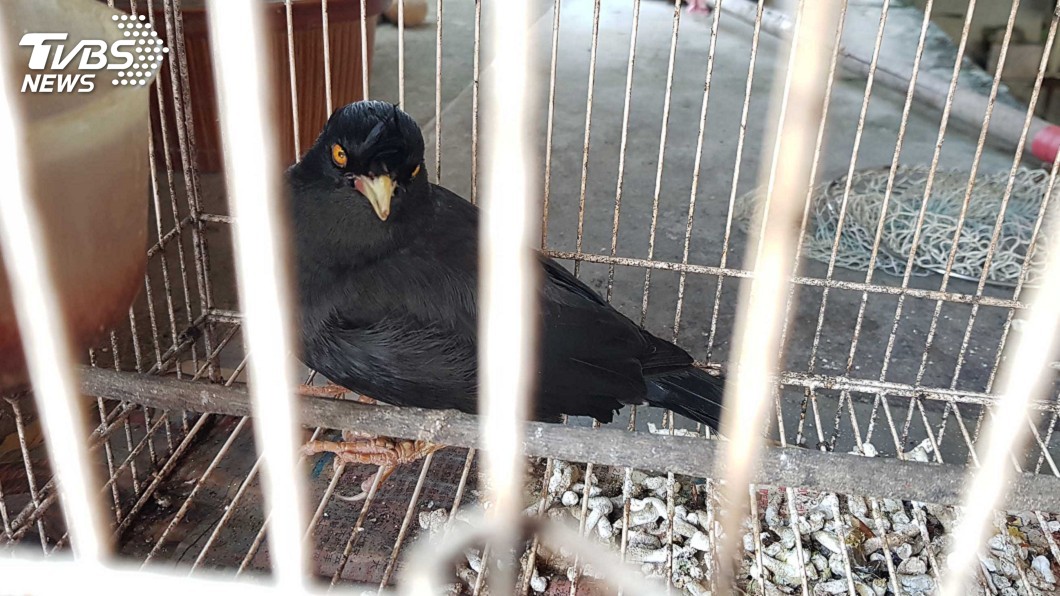 飼養台灣原生種八哥 保七警查獲法辦