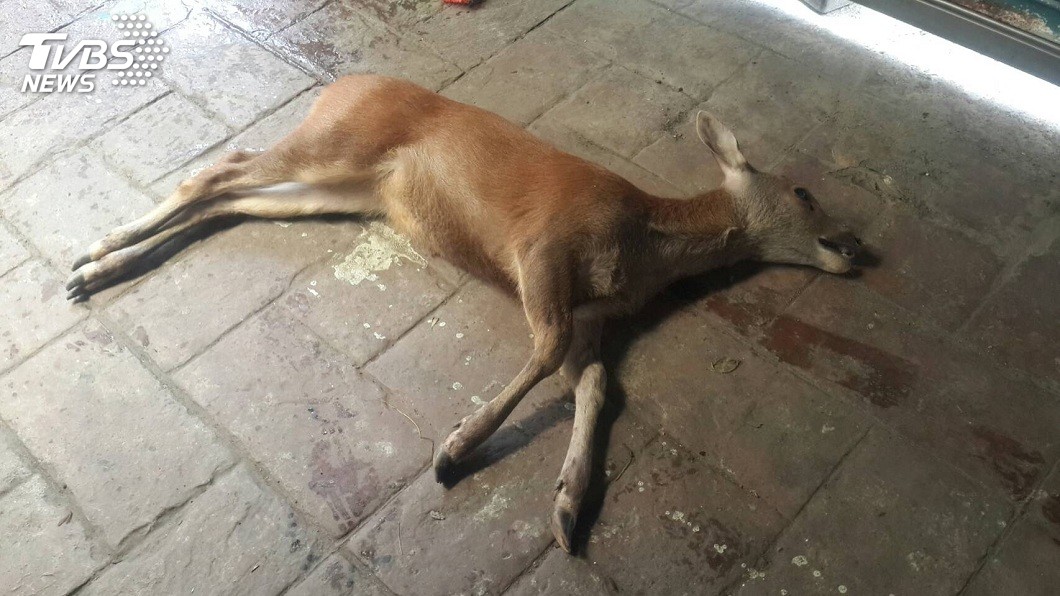 高雄仁武區一處社區,日前突然遭不速之客闖入,一頭水鹿猛撞住戶鐵門,最後不幸死亡。(圖/林文斌提供)