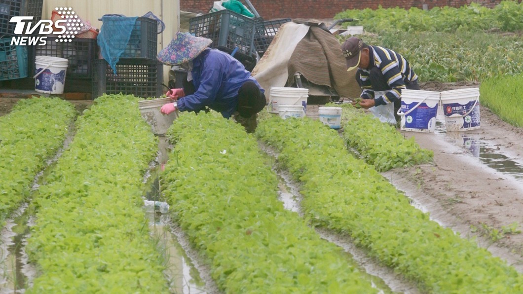 高雄蔬菜量減價揚 預期心理搶購