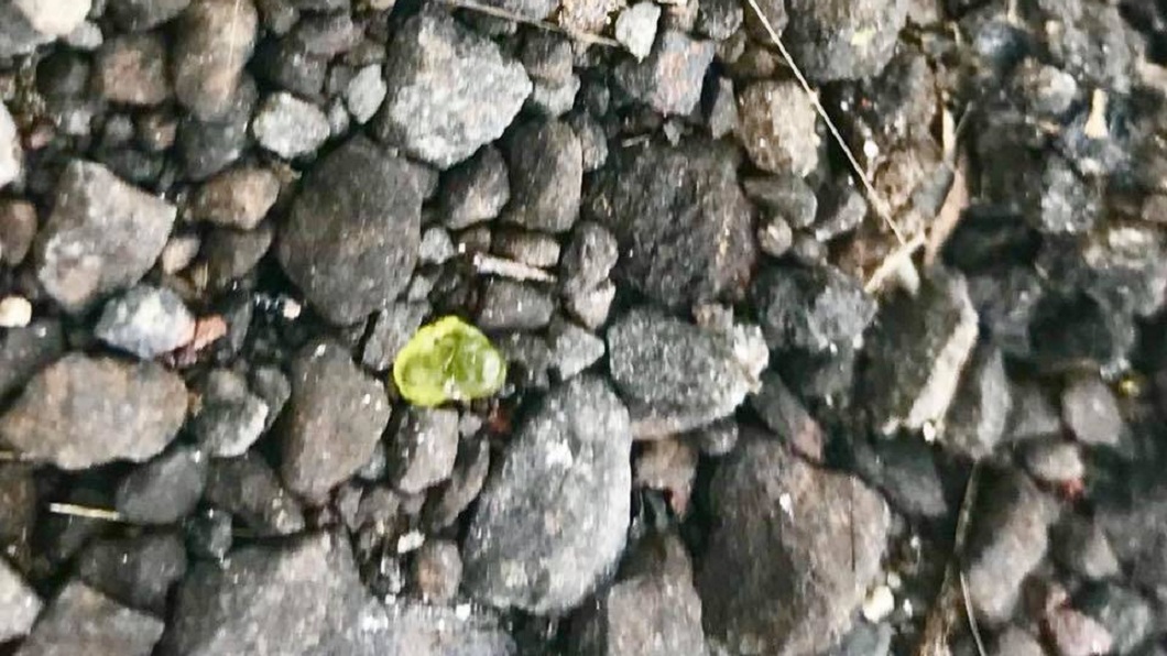 當天火山已經持續噴發了40多天,這類的綠色橄欖石不斷伴隨著熔岩而出。(圖/翻攝自推特)