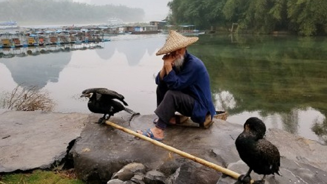 用鳥來捕魚　灕江傳統捕魚術流傳千年
