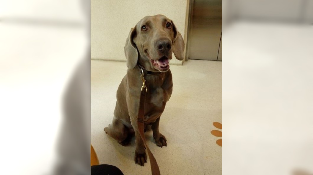 搜救犬「林志玲」連15天前的氣味都聞得到。圖/翻攝自遊俠搜救犬隊-ranger rescue dog poucespecial force臉書