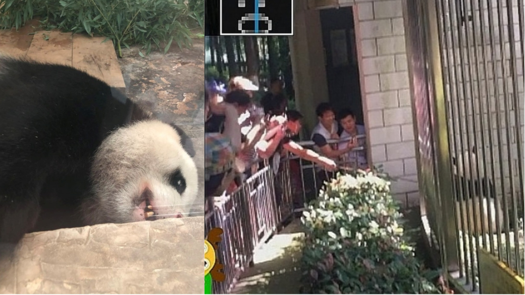 生殖器脫毛、遊客無良棍戳 動物園爆虐待貓熊