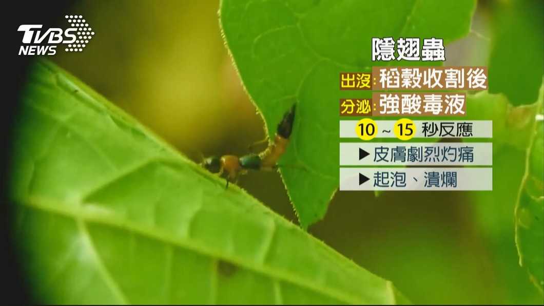 圖／TVBS
