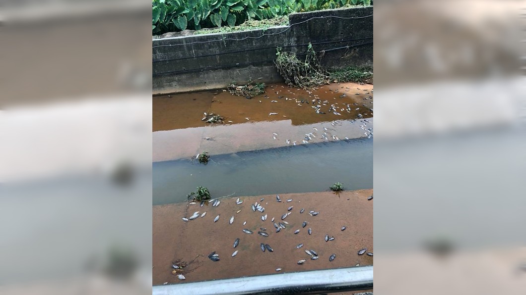 沙鹿超臭排水溝魚群暴斃 環保局:水質清澈無重金屬