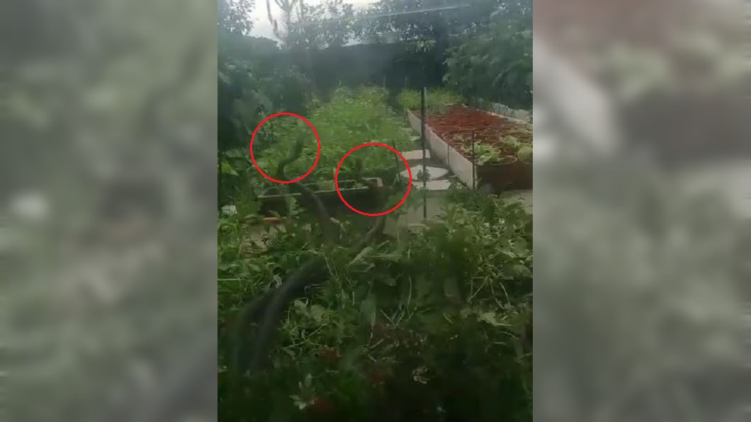 陽明山蛇精!2巨怪瓜園激鬥 「忘我交纏」嚇壞屋主