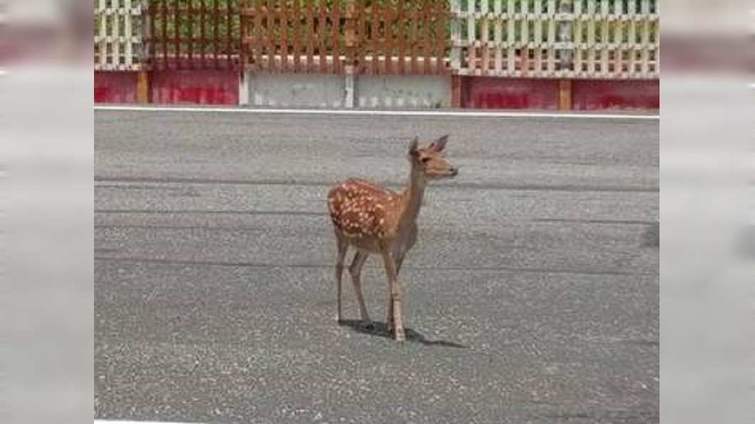 梅花鹿逛跑道好危險?網友一見「綠島」轉風向