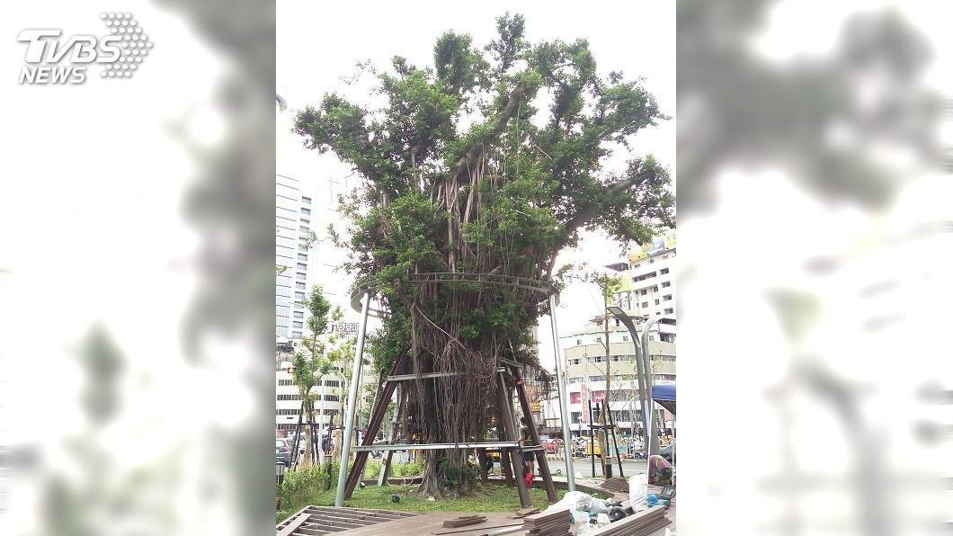 搶救老樹! 台中車站舊站廣場工程進行保護