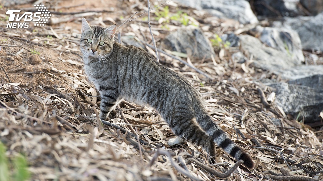 澳洲爬行動物瀕危　竟是野貓惹的禍