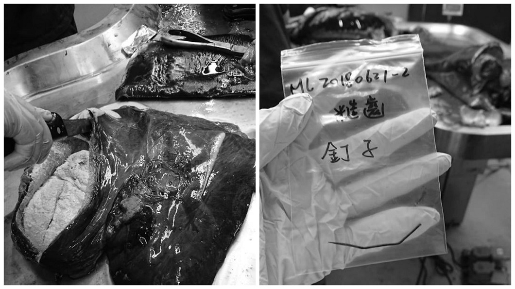 海洋悲歌!小海豚擱淺亡 胃內驚見鐵釘塑膠蓋