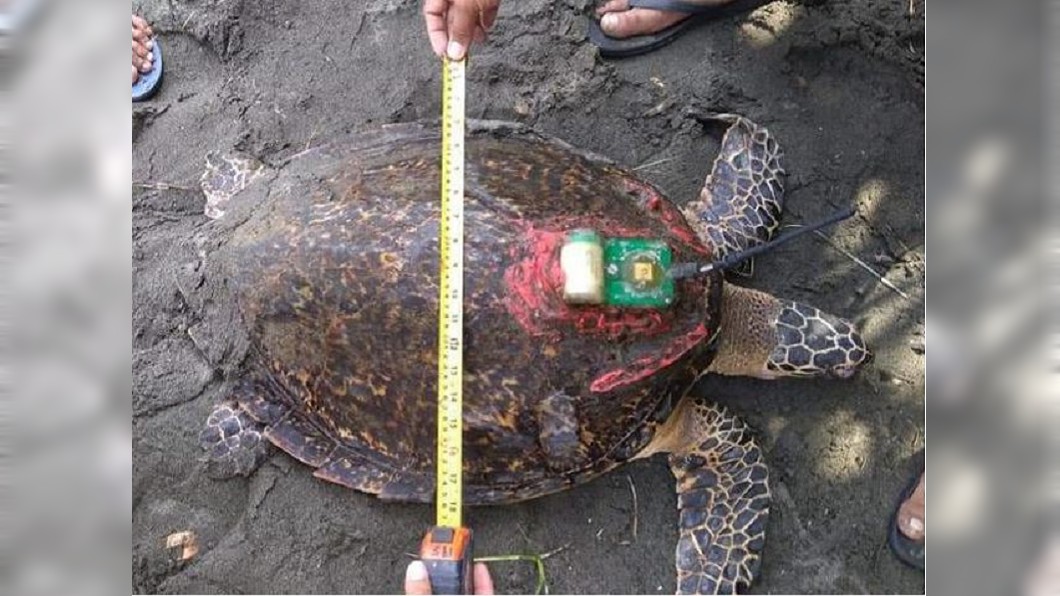 從台野放3個月 玳瑁「魷魚絲」死在菲國魚籠內