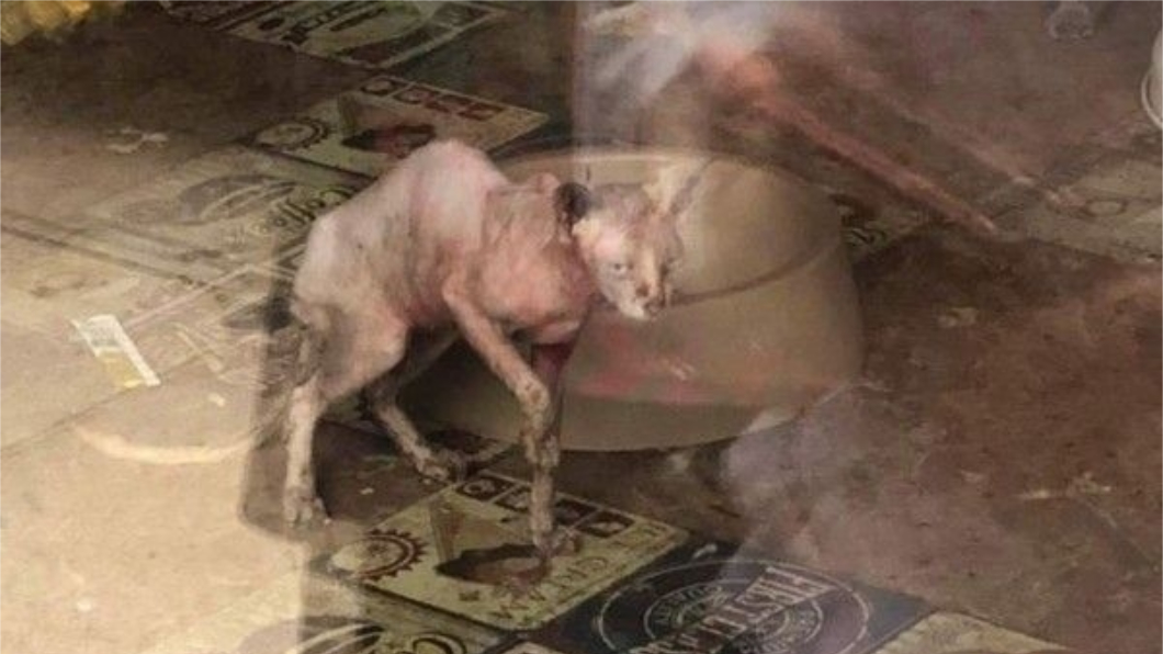 狠心!貓咪咖啡廳倒閉 竟留30隻貓「關到死」