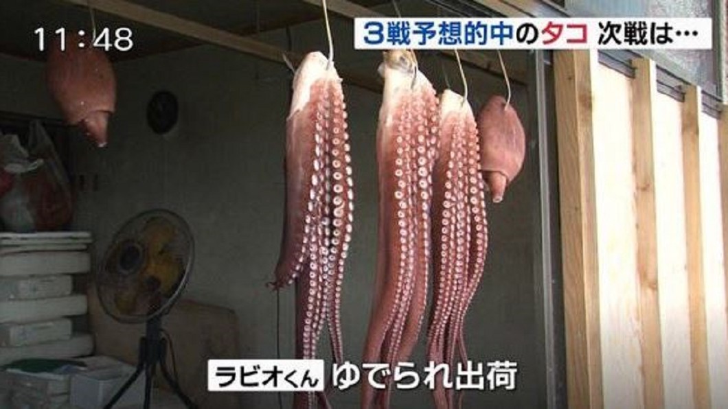 世足3場全中!日本「章魚哥」神預測 結果...被煮了