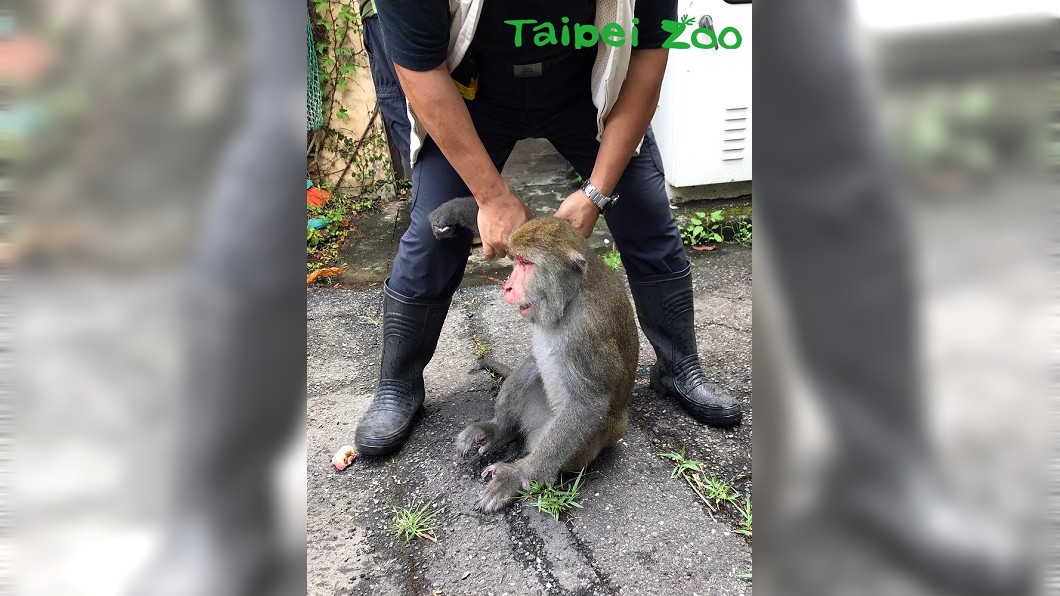 圖/翻攝自台北市立動物園網站