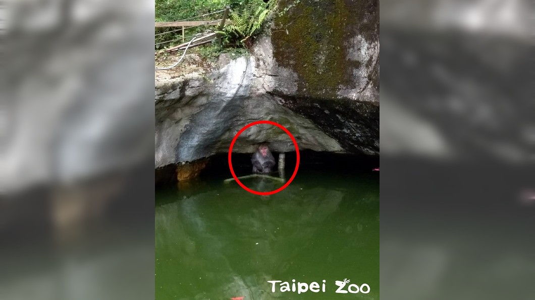 圖/翻攝自台北市立動物園網站
