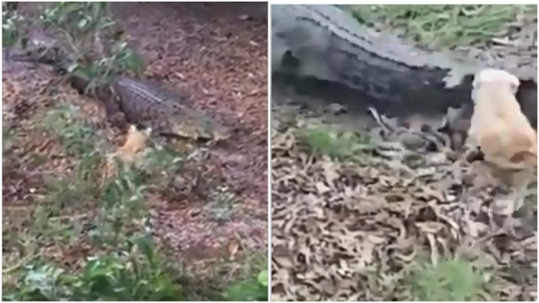 放愛犬追鱷魚! 狗狗在主人面前被咬死拖入河中