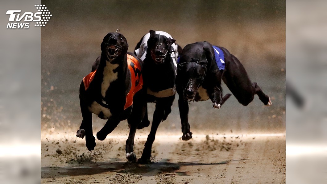 澳門賽狗成絕響 格雷伊獵犬前途受關注