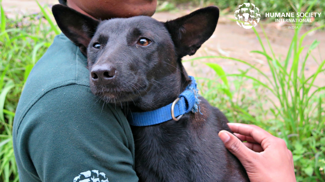 大部分的狗狗經過照顧，都逐漸恢復健康。圖／翻攝自Humane Society International-India臉書