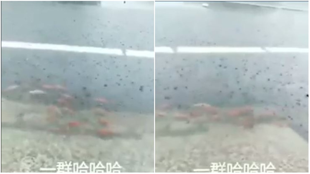 天落大雨牠放風! 金魚在鹿港馬路上「游」蕩