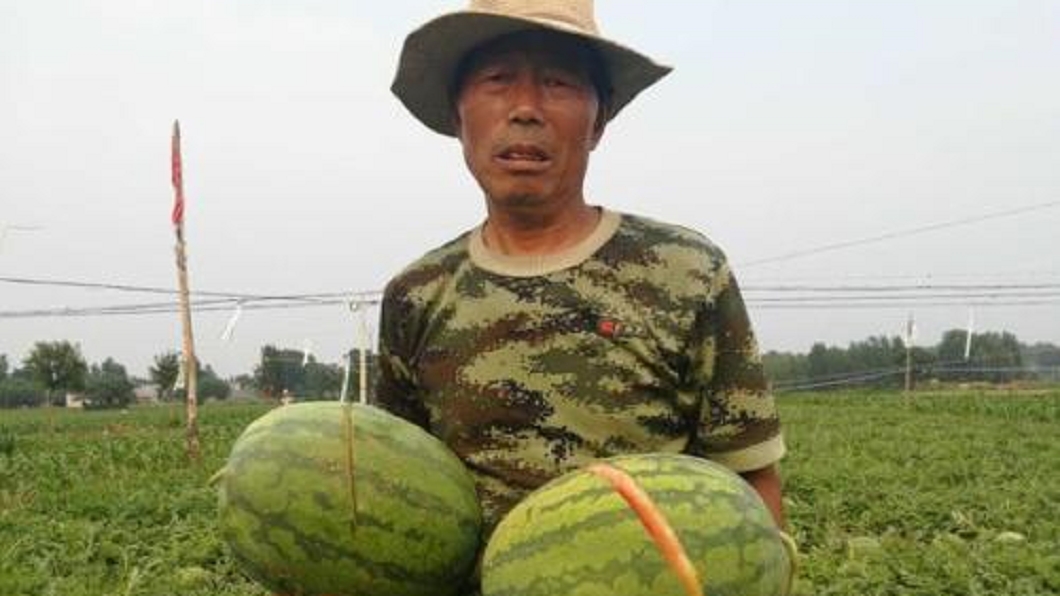 2萬斤西瓜遭亂刀砍爛!老農哭癱 警要找殺瓜凶手