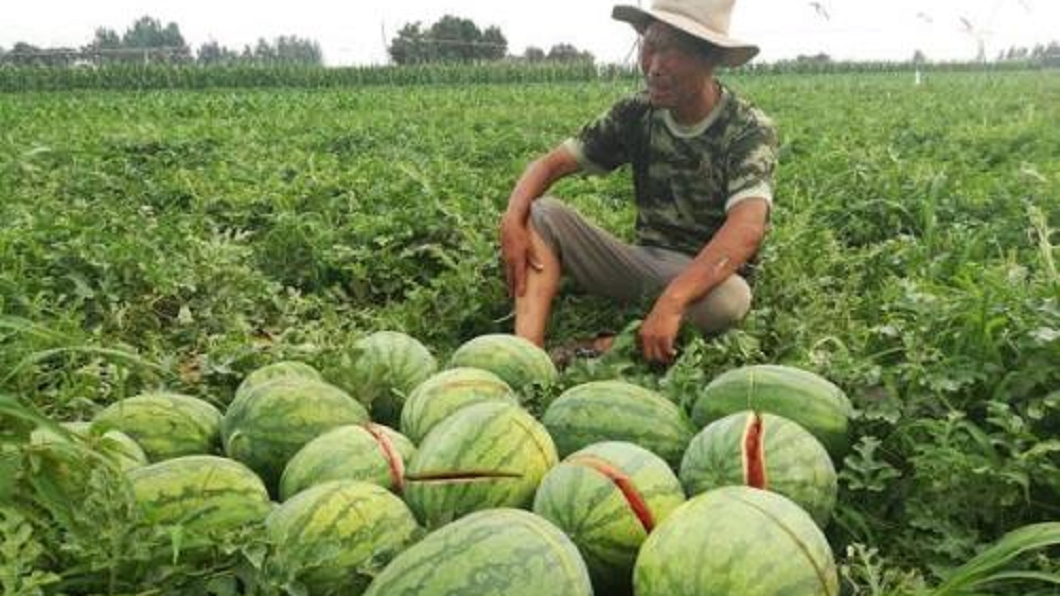 圖/翻攝自大河網(河南新聞網站)
