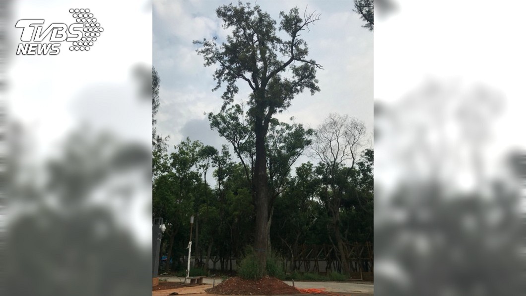保留自然林相 花博后里森林園區見珍奇樹種
