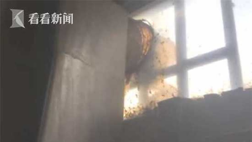 窗戶外面還有許多蜜蜂陸續飛入民宅內。(圖/翻攝自看看新聞)