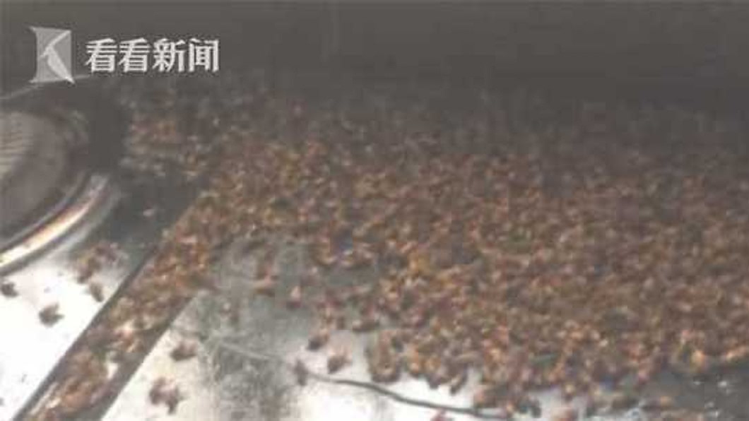 河南一戶人家突然遭蜜蜂群襲擊。(圖／翻攝自看看新聞)