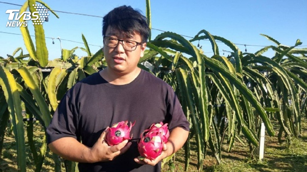 紅龍果價跌　屏東31歲青農說真心話...