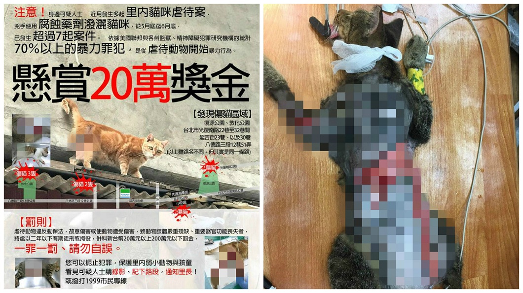 北市19貓遭殘虐傷口見骨 懸賞20萬嫌犯找到了