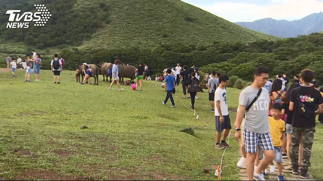 怕再誤傷人!問卷「牛隻去留」 網怒:該管制的是人