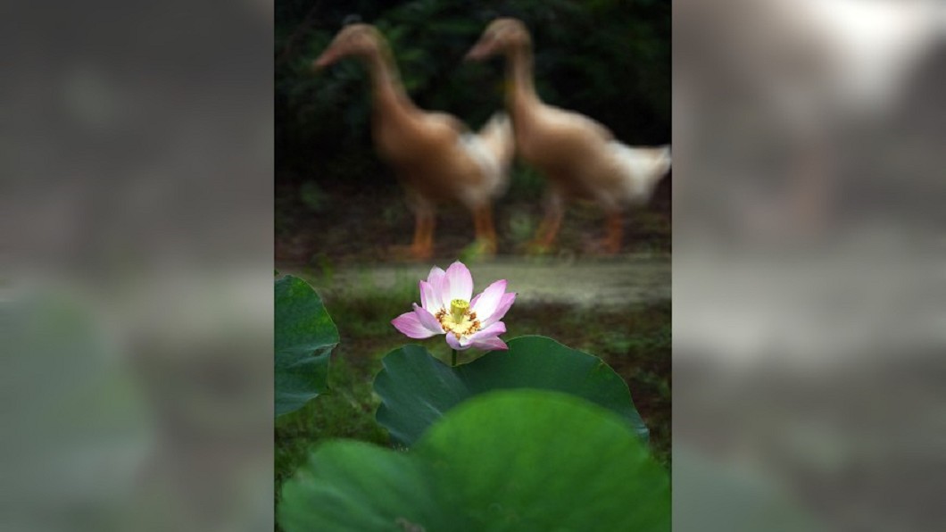 圖／吳景騰提供