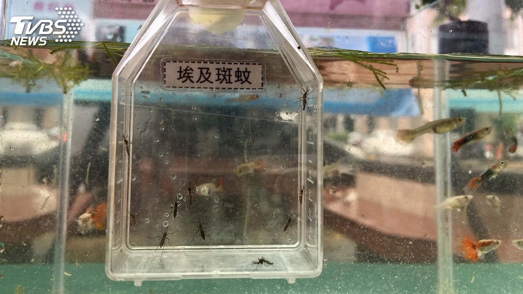 再添本土登革熱 第二型病毒可能致腹瀉