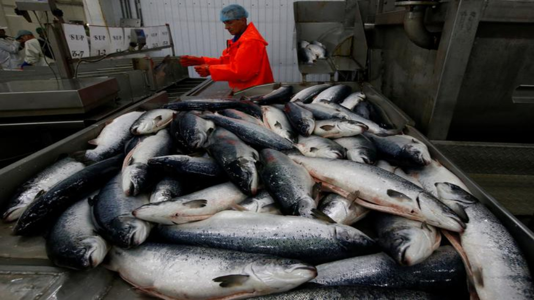 60萬隻養殖鮭魚入海 含抗生素引隱憂