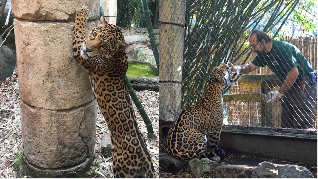 圖／翻攝自Audubon Zoo