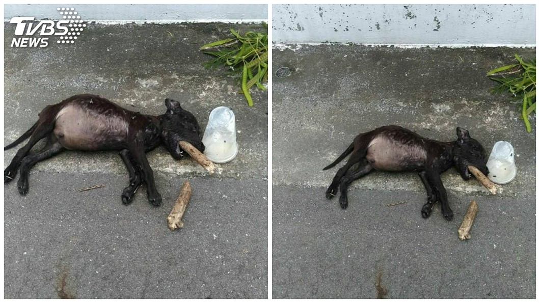 慟!小黑幼犬來不及長大 陳屍公墓道路「枯枝插喉」