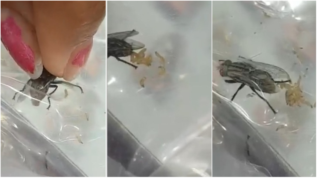 影/慎入!蒼蠅驚嚇瘋狂產子 數十隻寶寶蠕動狂起雞母皮
