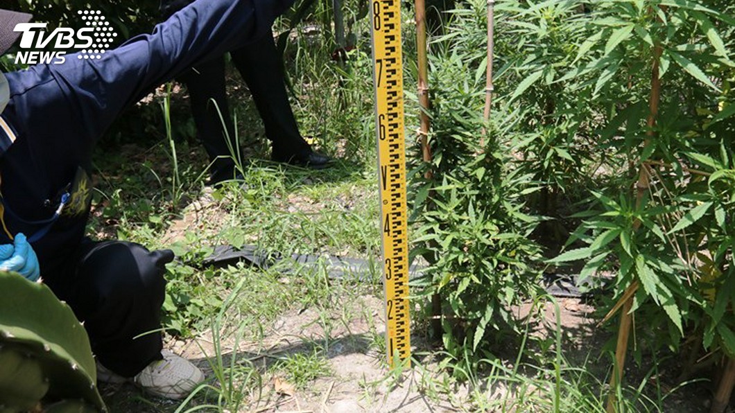 兩昔日體壇健將淪落種大麻 遭海巡隊及警方查獲