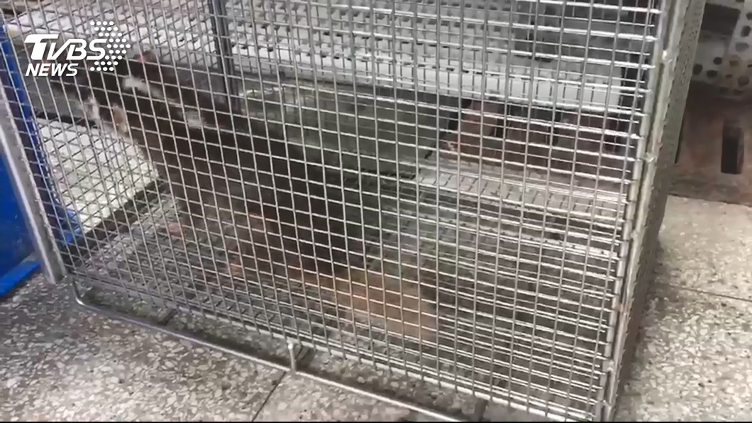 民眾莫輕忽！今年第10例　狂犬病鼬獾咬傷男童