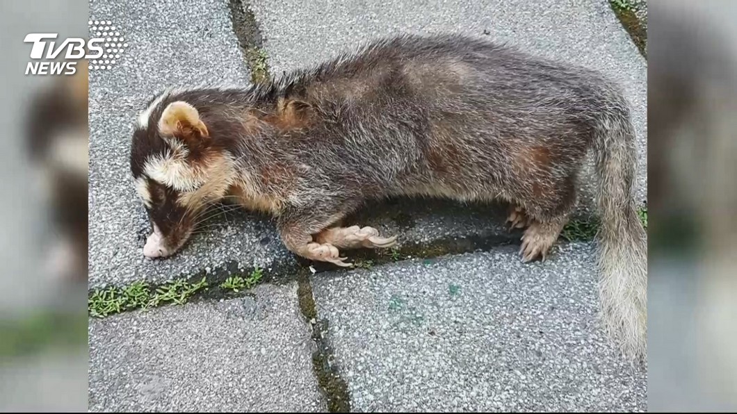 花蓮熱區! 接連2天帶狂犬病鼬獾咬傷人