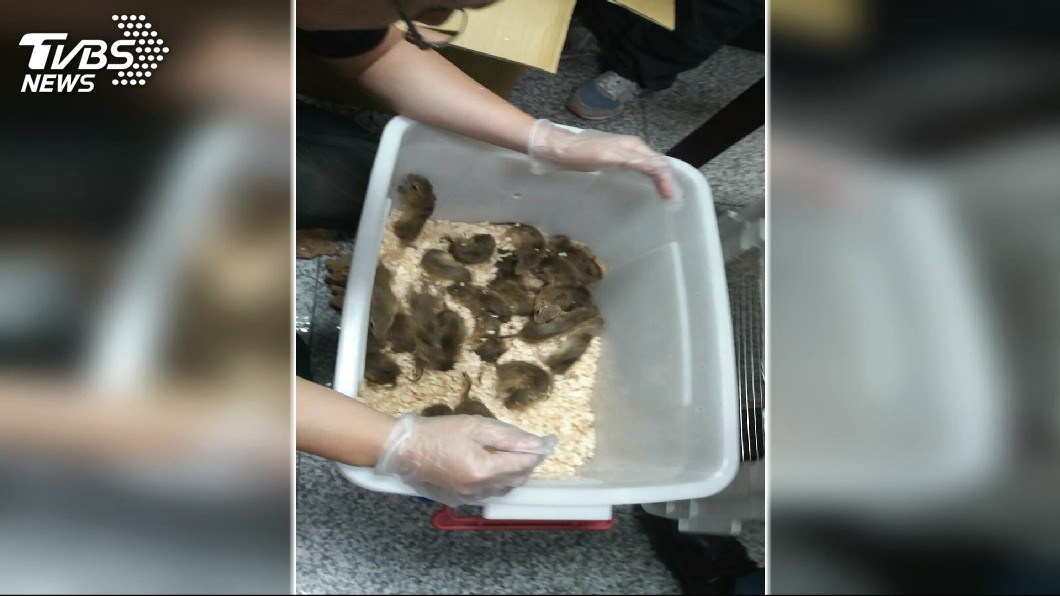 金門尚義機場的安檢人員表示,走私活體動物的數量之多是近5年少見。(圖/TVBS)