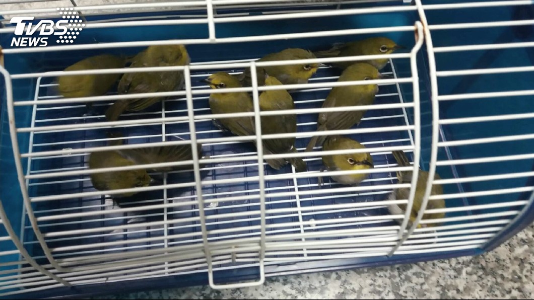 查獲的68隻活體動物全數都被安樂死處理。(圖/TVBS)