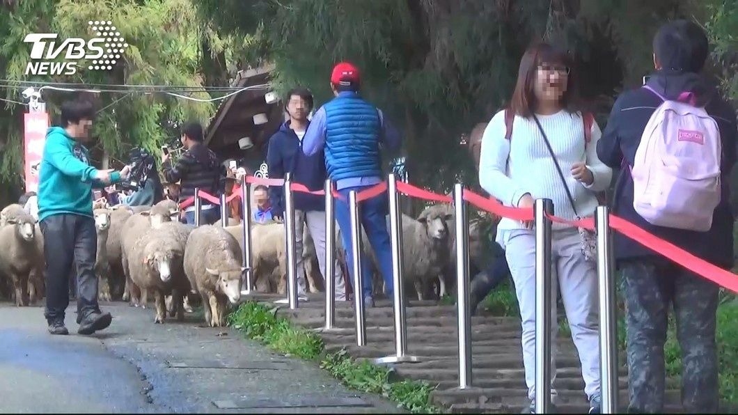 暑假=假日收費?她怨在清境被當盤子 網怒:下個墾丁