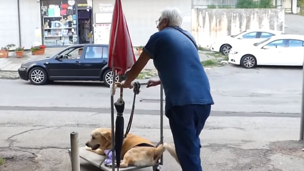 再一起看世界...老狗不良於行　飼主「暖舉」感動眾人