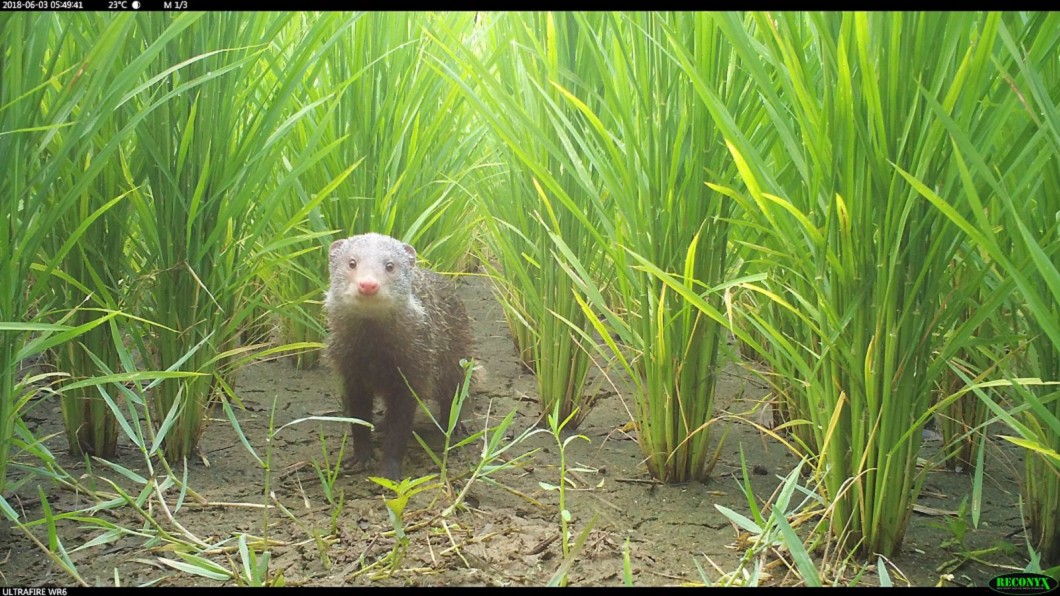 「石虎田」不用農藥友善耕作 呆萌食蟹獴現蹤