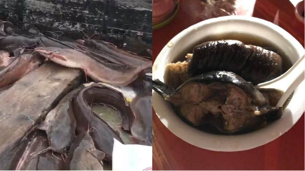 土虱在台灣常以藥燉方式料理。圖／TVBS資料畫面、臉書「爆怨公社」