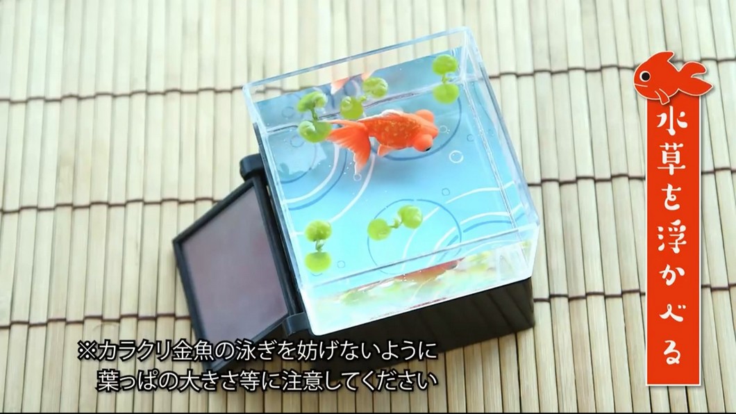 佛系養魚法! 「光能金魚」免餵食就能生存