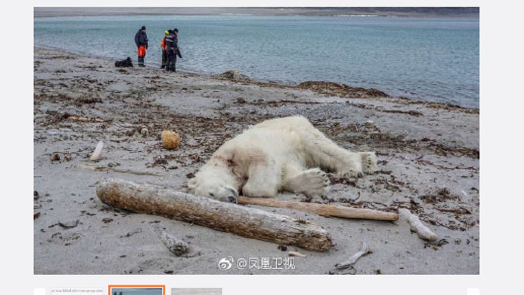 1張照引全球公憤 北極熊遭觀光船射殺