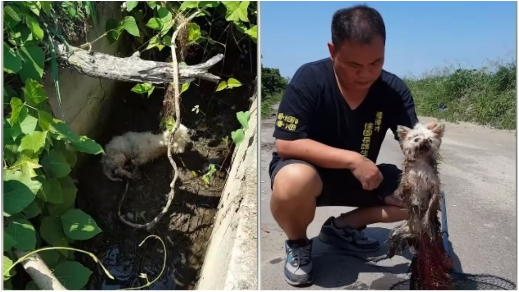 用完當垃圾丟!5隻繁殖犬被割聲帶 丟大排溝等死